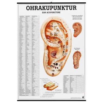 Agopuntura auricolare - poster inglese/tedesco 