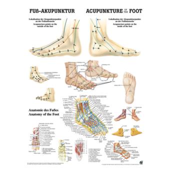 Foot acupuncture posters - German/English 
