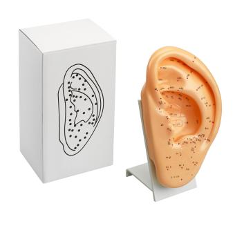 Ear Acupuncture Model - Large 