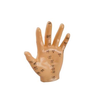 Acupuncture hand model - 3:2 scale 