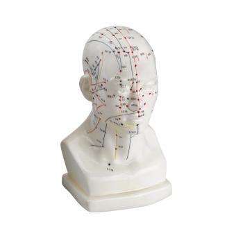 Male acupuncture head - 20 cm 