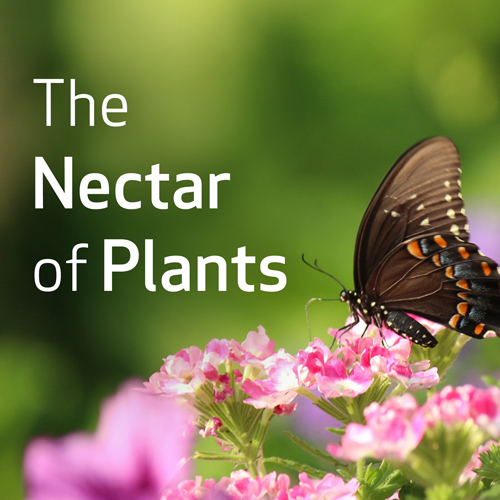 The Nectar of Plants: Essential Oils and Chinese Medicine Series 